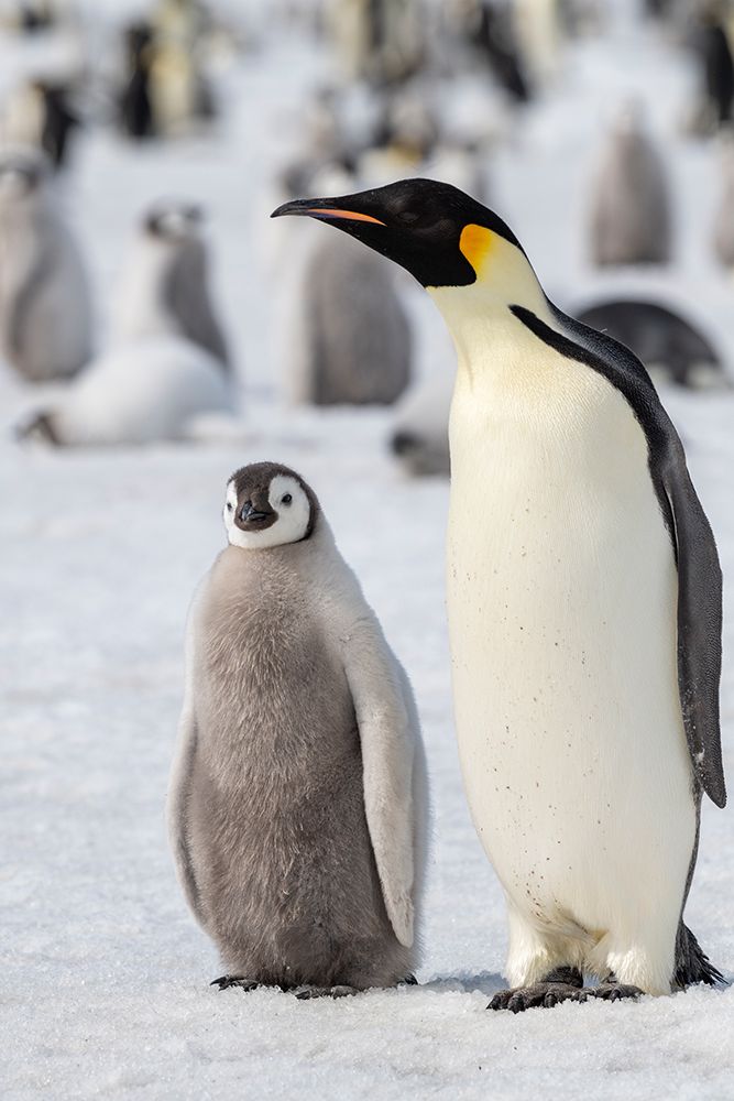 Antarctica-Weddell Sea-Snow Hill. Emperor penguins adult with chicks.